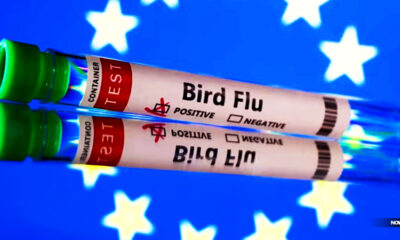 finland-first-nation-on-earth-to-vaccinate-for-bird-flu-disease-x-election-year-pandemic